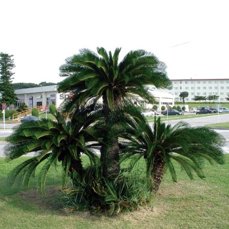 Seme Palme CIKAS (Cycas revoluta)