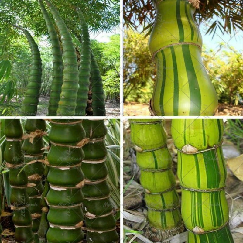 Sementes de Bambu Buda Barriga 1.95 - 3