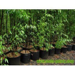 20 x graines de bambou phyllostachys nigra Bambou Noir..