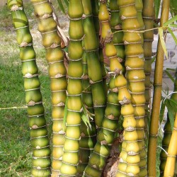 30 graines Bambusa Ventricosa
