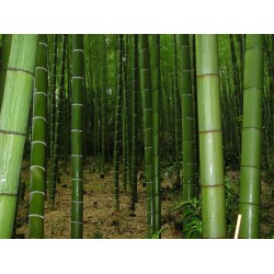 Géant Bambou Bambusa arundinacea comestibles barreaux 20 graines 