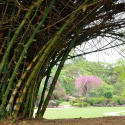 Semillas de Bambú gigante 1.6 - 3