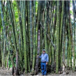 Бамбук тростниковый семена 1.6 - 4