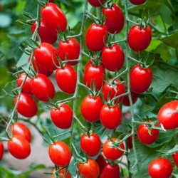 Tomato Seeds Cherry Plum "UNO" 1.95 - 1