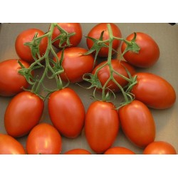 Graines de Tomate Cherry Plum "UNO" 1.95 - 2