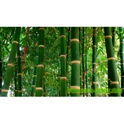 Sementes de Bambu Ferro (Dendrocalamus strictus)
