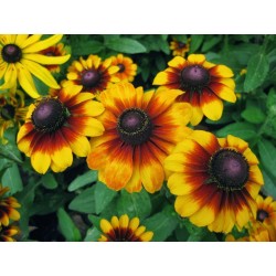 Σπόροι λουλουδιών μαυρομάτικα Susan 1.55 - 6
