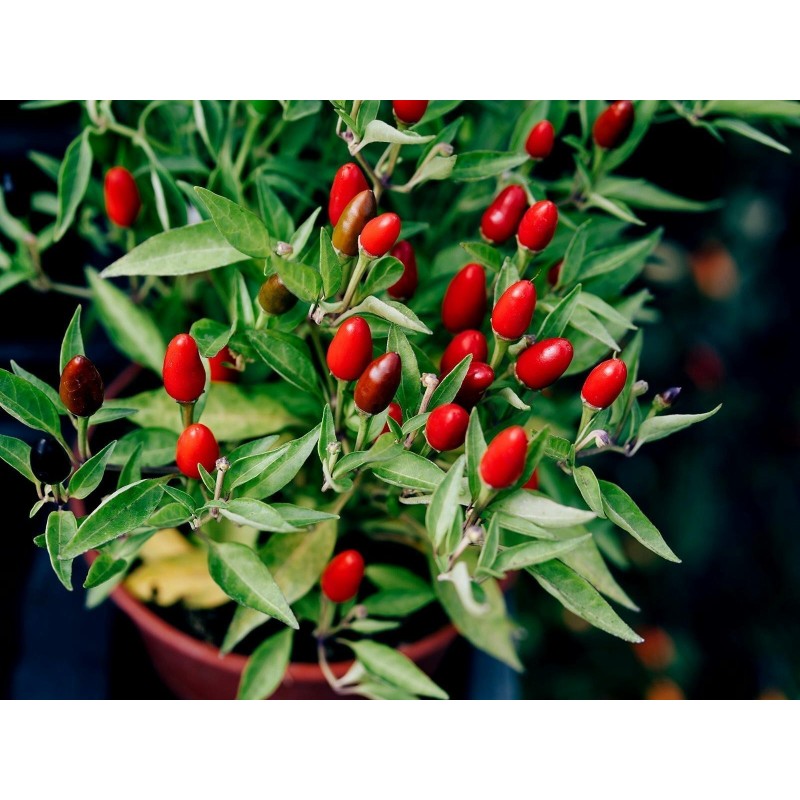 Zimbabwe Bird Chili Pods with Seeds 3.5 - 4