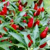 Zimbabwe Bird Chili Pods with Seeds 3.5 - 5