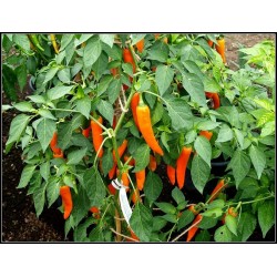 BULGARIAN CARROT Ljuta Chili Paprika Seme 1.8 - 4