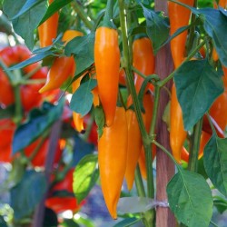 Bulgarian Carrot Chili Pepper Seeds 1.8 - 2