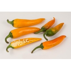 BULGARIAN CARROT Ljuta Chili Paprika Seme 1.8 - 6