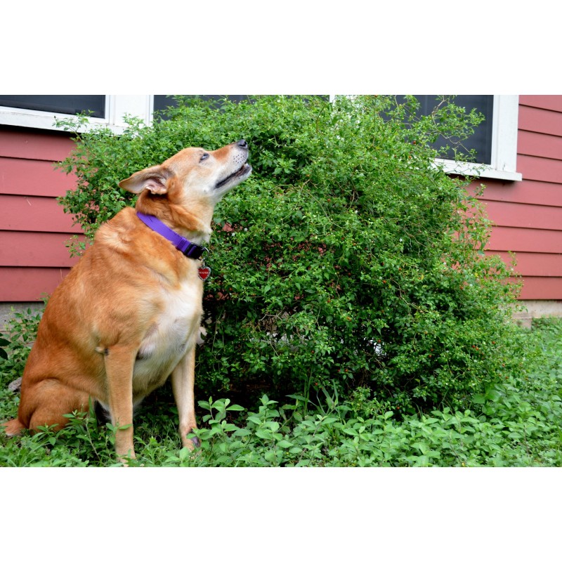 Chiltepin Frön (capsicum annuum) | 1,50 €