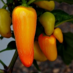 Chili Seme Numex Pinata 1.75 - 2