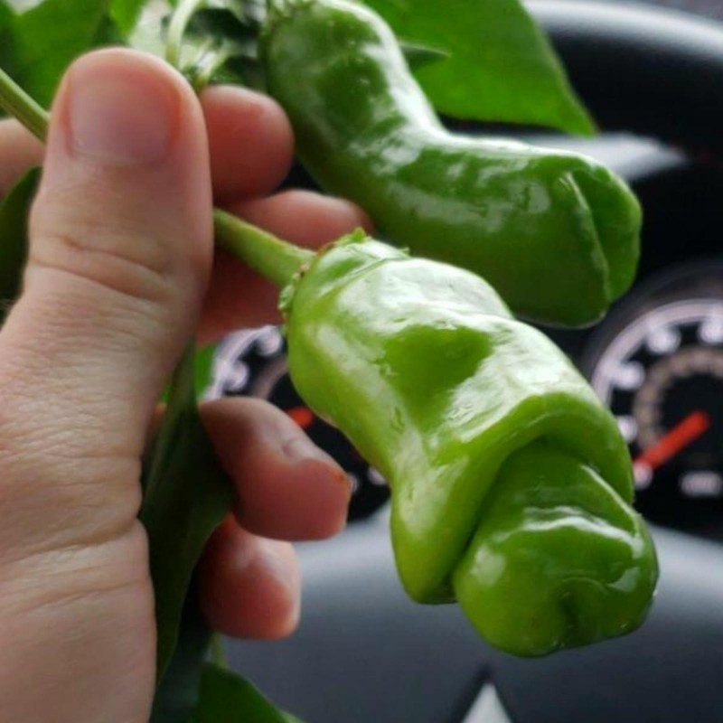 Penis Chili Seeds | 3.00 €