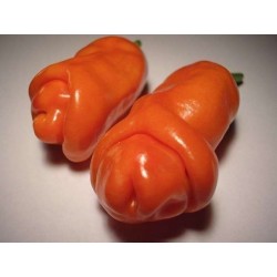 Penis Chili Frön (Peter Pepper) 3 - 3