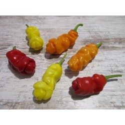 Penis Chili Seme Crveni ili Zuti (Peter Pepper) 3 - 5