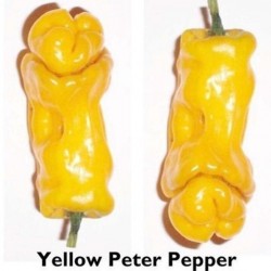 Sementes Pimenta Penis Pepper Peter Diferente E Exótica 3 - 6