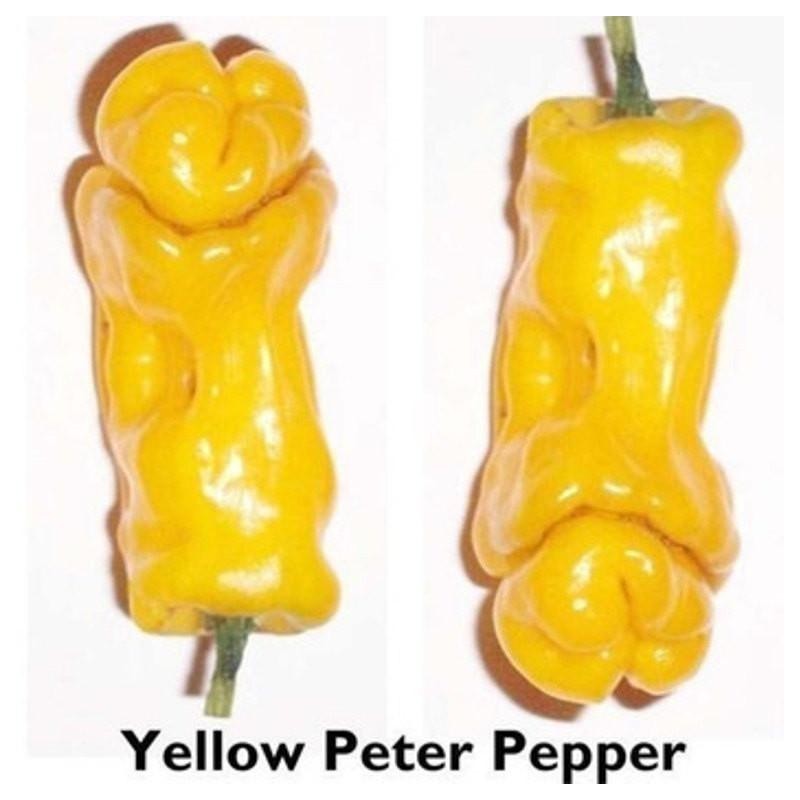 Penis Chili Seeds | 3.00 €
