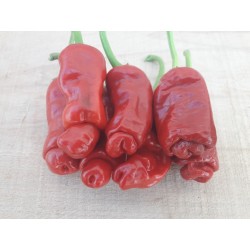 Penis Chili Seme Crveni ili Zuti (Peter Pepper) 3 - 7