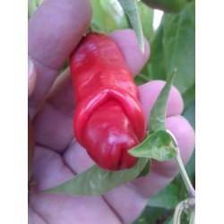 Σπόροι Τσίλι - πιπέρι Penis Chili (Peter Pepper) 3 - 11