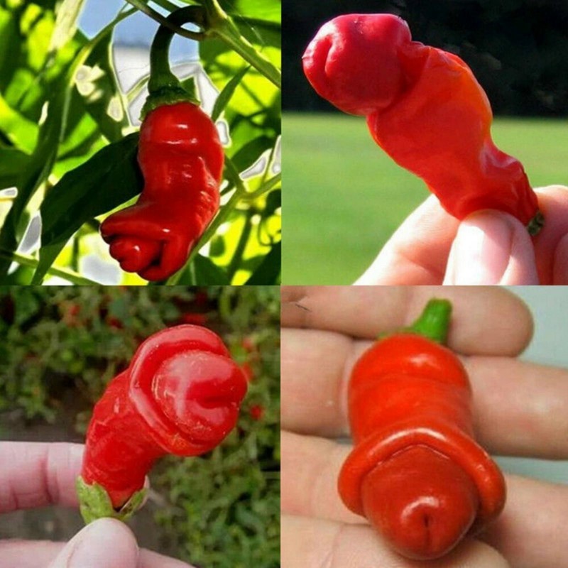 Pimenta Penis 100 Sementes Pepper Peter Diferente E Exótica 40 - 14