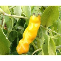 Pimenta Penis 100 Sementes Pepper Peter Diferente E Exótica 40 - 4