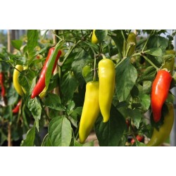 Hungarian Hot Wax Chili Pepper Seed 2 - 3