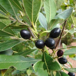 100 Seeds Bay Laurel, bay tree, true laurel (Laurus nobilis) 15 - 8