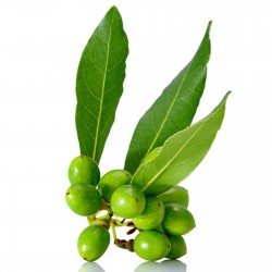 Lager eller lagerträd Frön (Laurus nobilis) 1.95 - 1