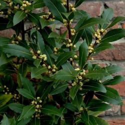 Lager eller lagerträd Frön (Laurus nobilis) 1.95 - 2