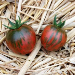 Black Vernissage Tomato Seeds 2.15 - 5