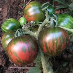 Black Vernissage Tomato Seeds 2.15 - 4