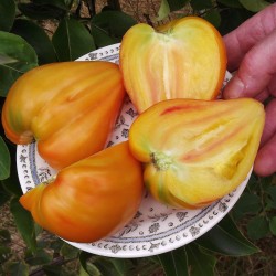 Tomaten Samen Orange Russian 1.8 - 3