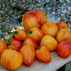 Graines Tomate ancienne bigarrée 'Orange Russian' 1.8 - 4
