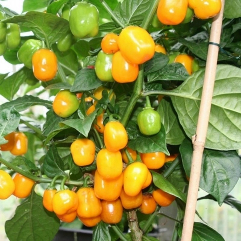 Sementes de Pimenta Habanero Apple Orange 2.5 - 1