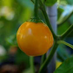 Sementes de Pimenta Habanero Apple Orange 2.5 - 3