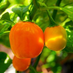 Apple Orange Habanero Seme 2.5 - 2