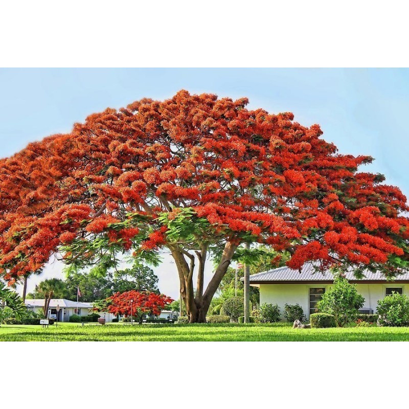 Flammenbaum Samen (Delonix regia) Preis €2.45
