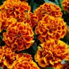 Dwarf Marigold Seeds 1.45 - 2