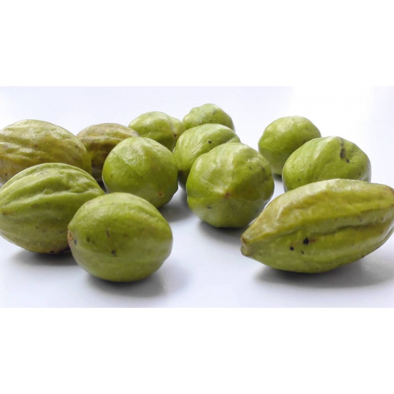 Graines de Cadou, Myrobalan Noir (Terminalia chebula) | 4,95 €