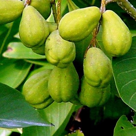 König der Heilkräuter Myrobalane Samen (Terminalia chebula) | 4,95 €