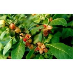 Ashwagandha - Indian Ginseng Seeds (Withania Somnifera) 1.95 - 4