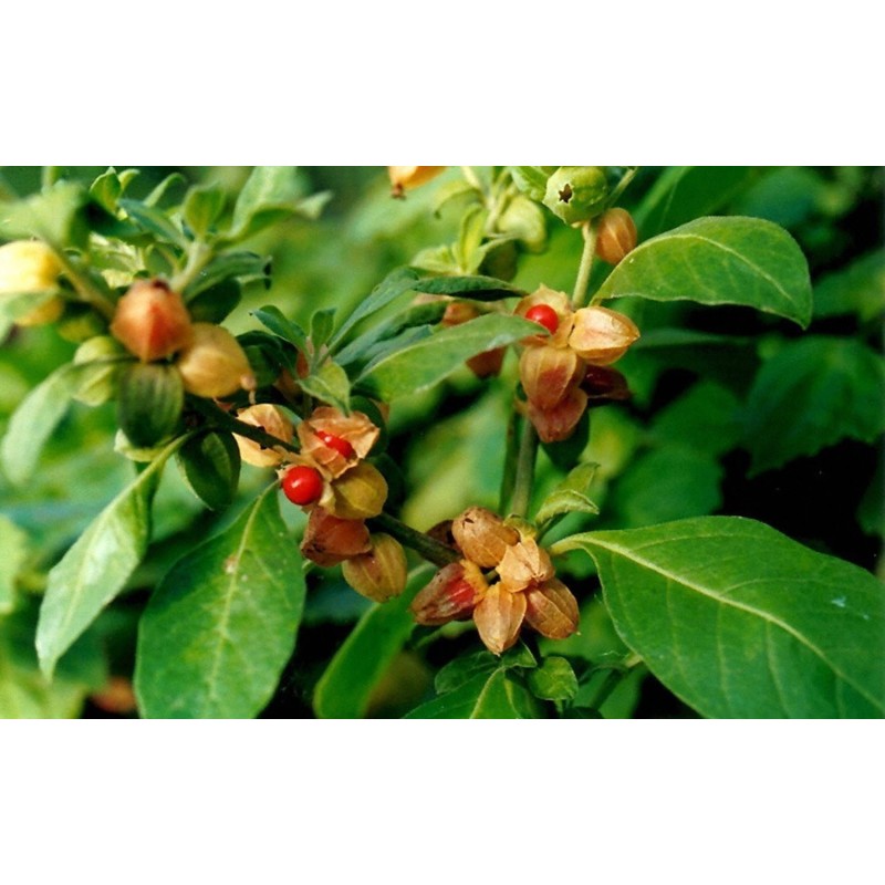 Price: €1.95 - Semillas de Ashwagandha, Ginseng Indio (Withania Somnifera) -  - 6