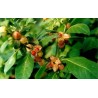 Price: €1.95 - Semillas de Ashwagandha, Ginseng Indio (Withania Somnifera) -  - 6