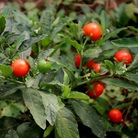 Price: €1.95 - Semillas de Ashwagandha, Ginseng Indio (Withania Somnifera) -  - 1