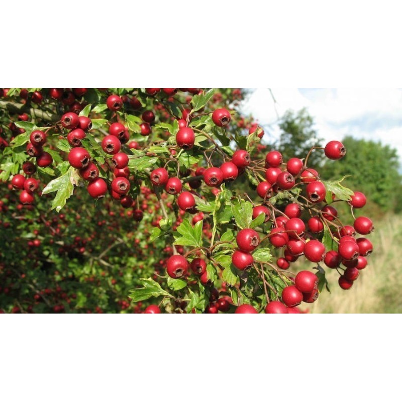 Price: €1.95 - Semillas de Ashwagandha, Ginseng Indio (Withania Somnifera) -  - 7
