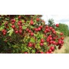 Price: €1.95 - Semillas de Ashwagandha, Ginseng Indio (Withania Somnifera) -  - 7