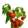 Price: €1.95 - Semillas de Ashwagandha, Ginseng Indio (Withania Somnifera) -  - 4