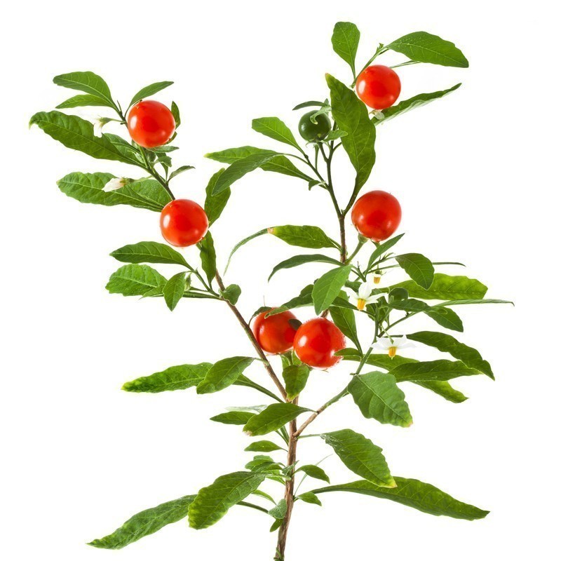 Price: €1.95 - Semillas de Ashwagandha, Ginseng Indio (Withania Somnifera) -  - 8